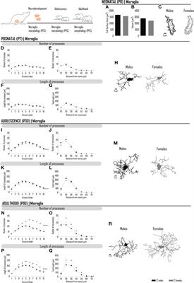 Neonatal testosterone voids sexually differentiated microglia morphology and behavior